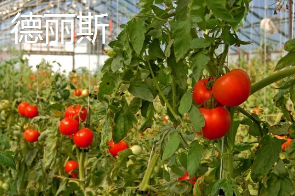 哪些番茄甜度高，包括毛粉番茄、英石大红等品种