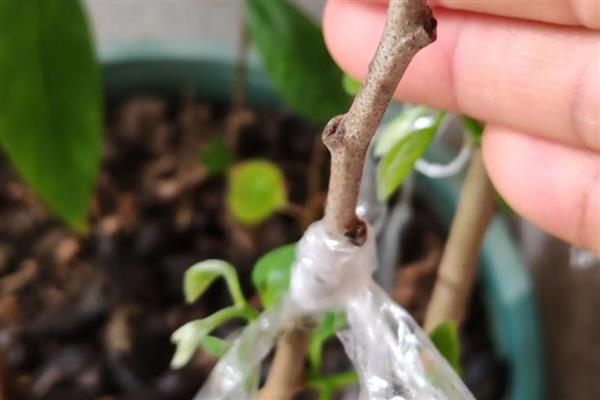 哪些因素会影响果树的嫁接成活率，接穗和砧木要有一定的亲和力才能成活
