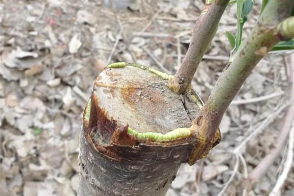 哪些因素会影响果树的嫁接成活率，接穗和砧木要有一定的亲和力才能成活