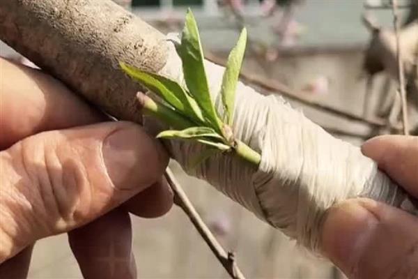 哪些因素会影响果树的嫁接成活率，接穗和砧木要有一定的亲和力才能成活