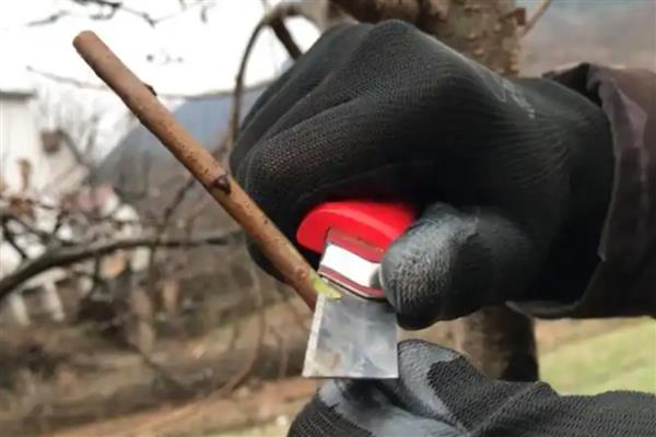 哪些因素会影响果树的嫁接成活率，接穗和砧木要有一定的亲和力才能成活