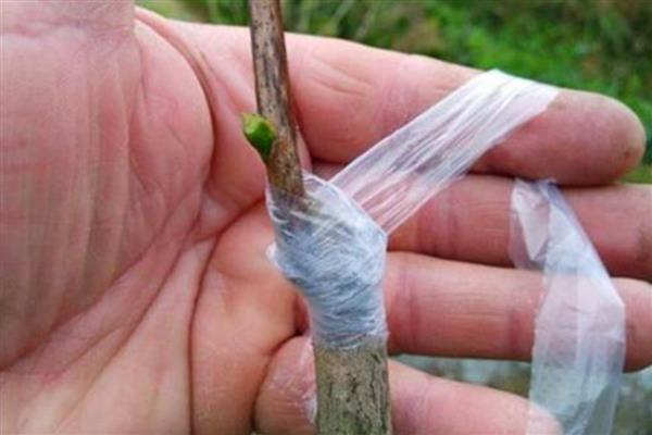 哪些因素会影响果树的嫁接成活率，接穗和砧木要有一定的亲和力才能成活