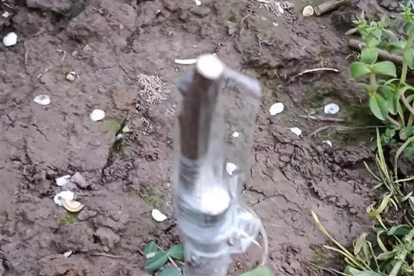 哪些因素会影响果树的嫁接成活率，接穗和砧木要有一定的亲和力才能成活