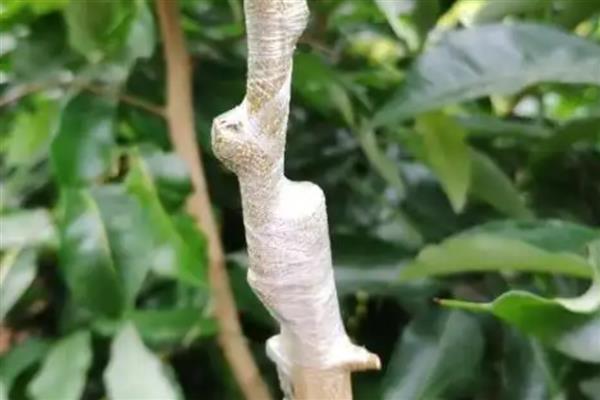 哪些因素会影响果树的嫁接成活率，接穗和砧木要有一定的亲和力才能成活