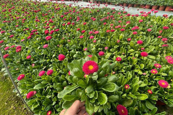 雏菊的养殖方式，种子萌发时让土壤保持湿润
