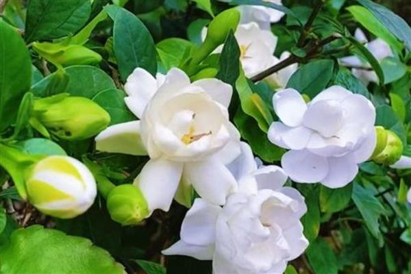栀子花苞不开放的原因,缺光缺水、土壤板结都会导致