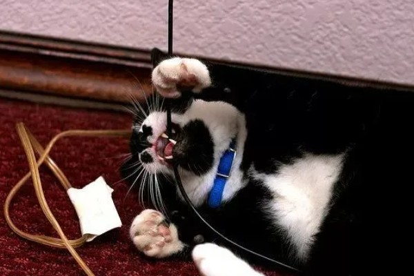 猫咪咬电线如何处理,猫咪感到无聊时要陪它玩耍