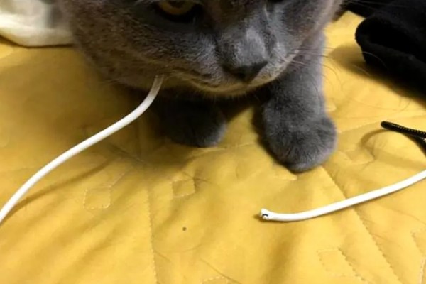 猫咪咬电线如何处理,猫咪感到无聊时要陪它玩耍