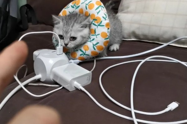 猫咪咬电线如何处理,猫咪感到无聊时要陪它玩耍