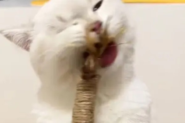 猫咪咬电线如何处理,猫咪感到无聊时要陪它玩耍