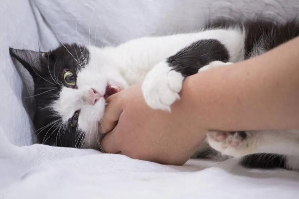 猫咪咬电线如何处理,猫咪感到无聊时要陪它玩耍