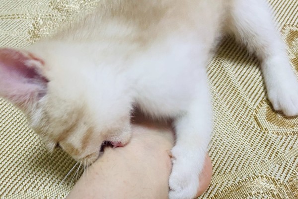 猫咪咬电线如何处理,猫咪感到无聊时要陪它玩耍