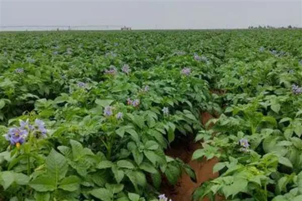 马铃薯晚疫病怎么防治,发病初期用多种药物一起喷雾