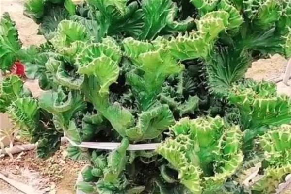 麒麟花的修剪方法,枝条长到10厘米要摘心打顶