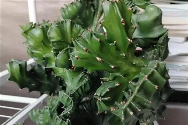 麒麟花的修剪方法,枝条长到10厘米要摘心打顶
