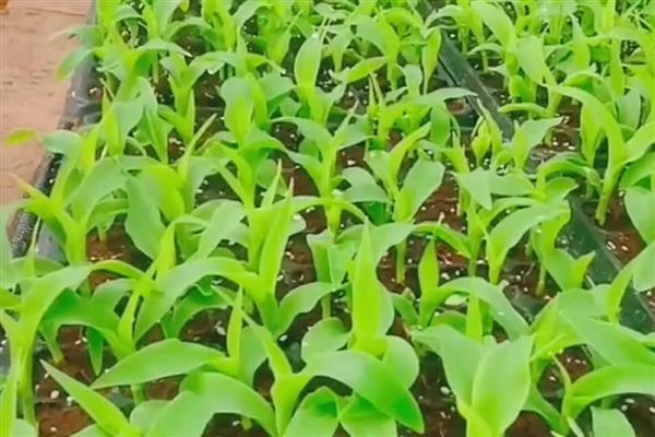 登海1875的种植要点，在6月上旬至中旬播种