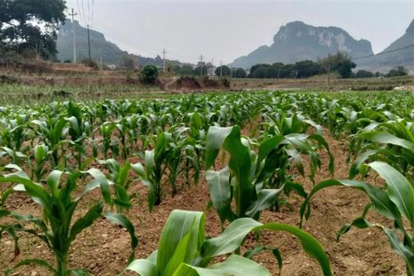 登海1875的种植要点，在6月上旬至中旬播种