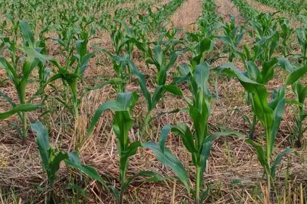 登海1875的种植要点，在6月上旬至中旬播种