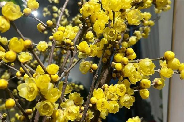 哪种梅花是黄色,素心腊梅呈纯黄色