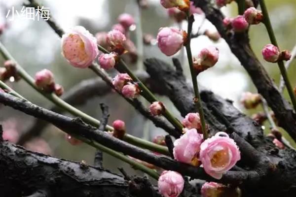哪种梅花是黄色,素心腊梅呈纯黄色