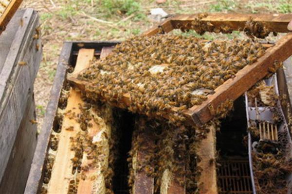 养20箱蜜蜂的利润,中蜂和意蜂的养殖成本与利润不同
