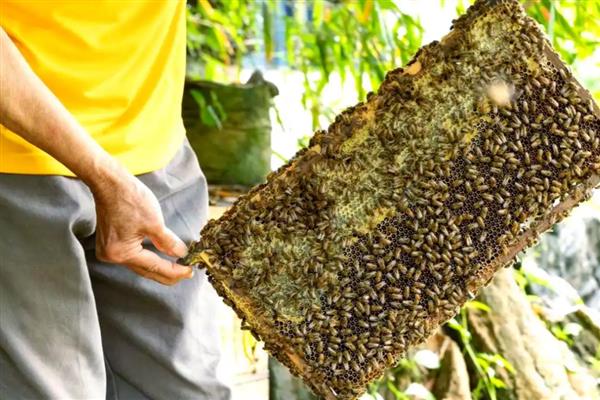 养20箱蜜蜂的利润,中蜂和意蜂的养殖成本与利润不同