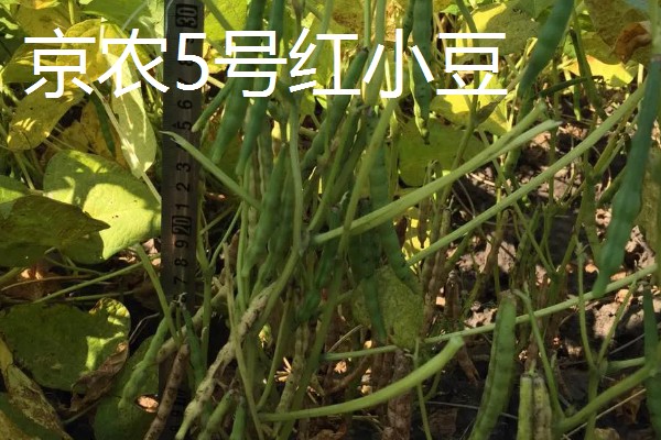 红小豆的产地,主要产于东北生态区、华北生态区等区域