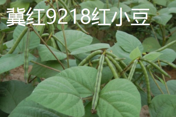 红小豆的产地,主要产于东北生态区、华北生态区等区域
