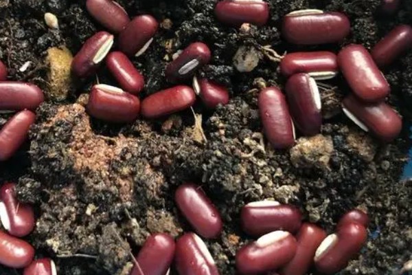 红小豆的产地,主要产于东北生态区、华北生态区等区域