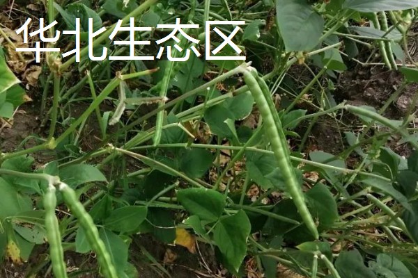 红小豆的产地,主要产于东北生态区、华北生态区等区域