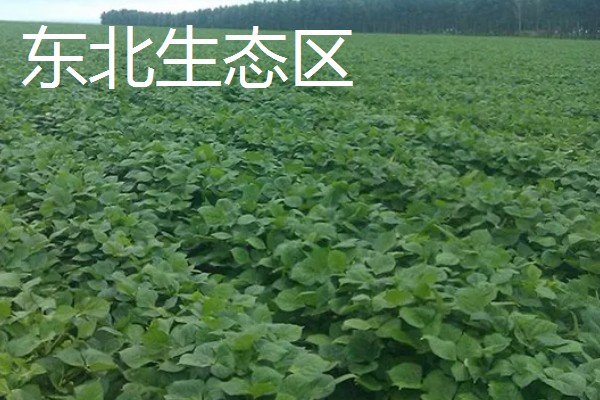 红小豆的产地,主要产于东北生态区、华北生态区等区域