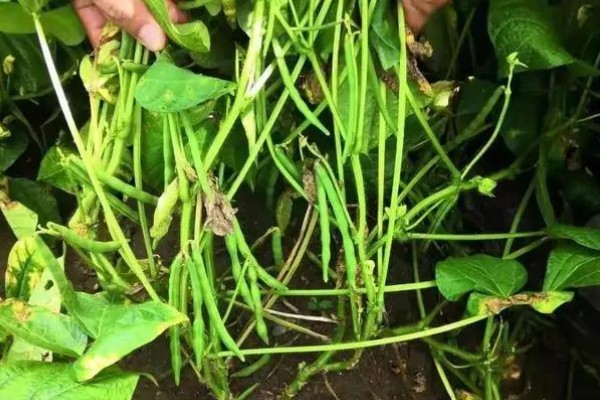 红小豆的产地,主要产于东北生态区、华北生态区等区域