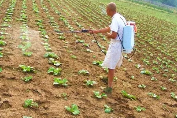 小白菜生虫怎么办，撒施灶灰可以灭杀害虫
