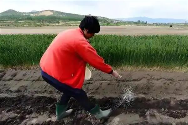 春耕怎么买肥料，有以下4个注意事项