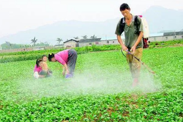 小白菜生虫怎么办，撒施灶灰可以灭杀害虫