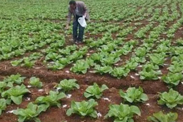 小白菜生虫怎么办，撒施灶灰可以灭杀害虫