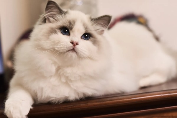 饲养布偶猫要注意什么，提供猫抓板可以防止它乱抓