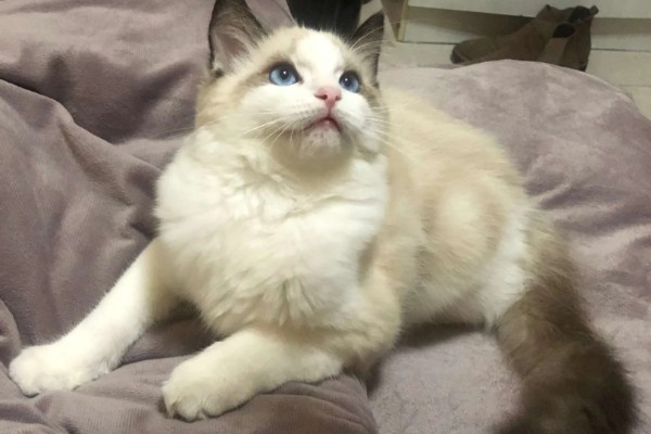 饲养布偶猫要注意什么，提供猫抓板可以防止它乱抓