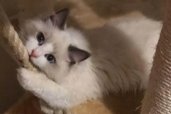 饲养布偶猫要注意什么，提供猫抓板可以防止它乱抓
