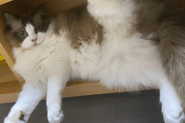 饲养布偶猫要注意什么，提供猫抓板可以防止它乱抓