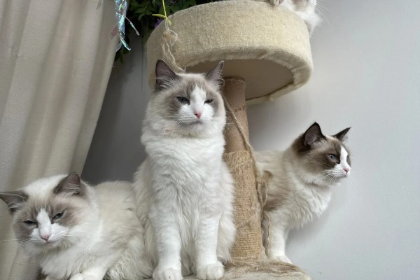 饲养布偶猫要注意什么，提供猫抓板可以防止它乱抓