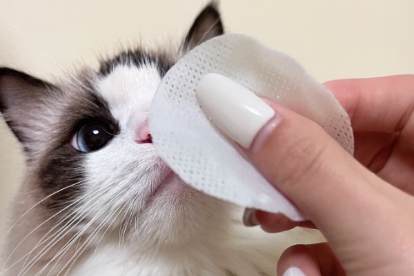 饲养布偶猫要注意什么，提供猫抓板可以防止它乱抓