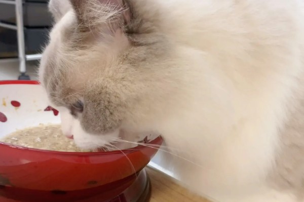 饲养布偶猫要注意什么，提供猫抓板可以防止它乱抓