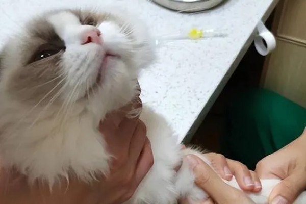 饲养布偶猫要注意什么，提供猫抓板可以防止它乱抓