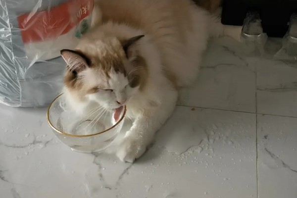 饲养布偶猫要注意什么，提供猫抓板可以防止它乱抓