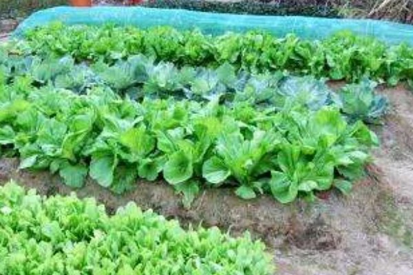 小白菜生虫怎么办，撒施灶灰可以灭杀害虫