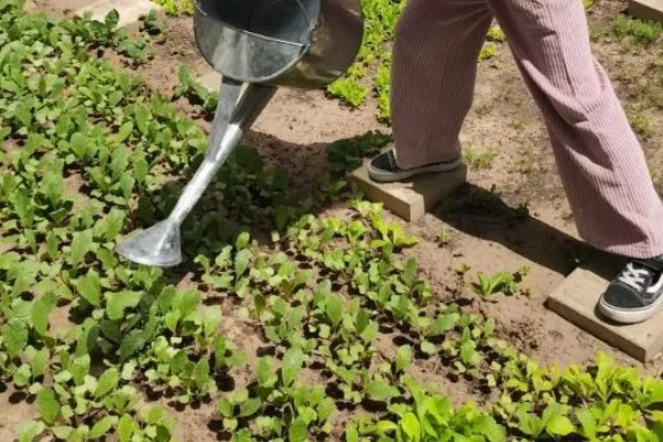 小白菜生虫怎么办，撒施灶灰可以灭杀害虫