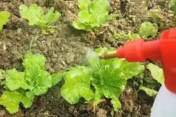 小白菜生虫怎么办，撒施灶灰可以灭杀害虫