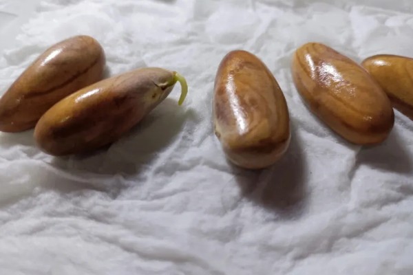 菠萝蜜怎么播种,芽点朝下放入土中