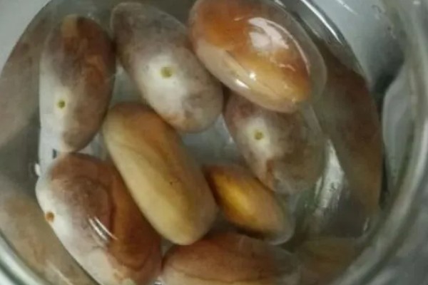 菠萝蜜怎么播种,芽点朝下放入土中